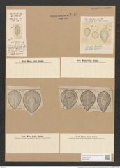 Surirella geroltii Ehr. (de-Toni-Nr.: Genus 53, Species 2321) Zeichnungen Sammlung Grunow Nr. 4768 (NHMW-BOT-W0372890)